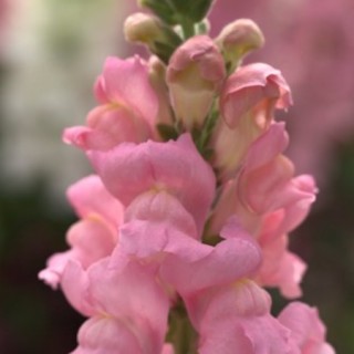 img-0: Львиный зев Ледженд Пинк [1000 шт] - ООО «Семена Тут»