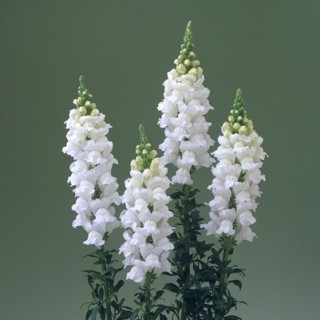 img-1: Львиный зев Ледженд Вайт [1000 шт] - ООО «Семена Тут»