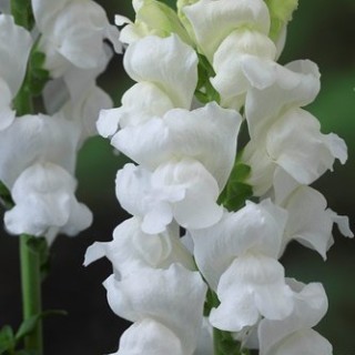 img-0: Львиный зев Ледженд Вайт [1000 шт] - ООО «Семена Тут»