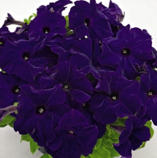 Петуния грандифлора Саксесс Эйч Ди Блю [50 драже] - ООО «Семена Тут»