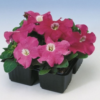 Петуния грандифлора Лимбо Джи Пи Роуз [5000 шт] - ООО «Семена Тут»