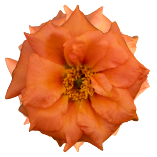 Портулак Сандайл F1 Танжерин [50 м/драже] - ООО «Семена Тут»