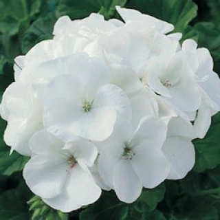 Пеларгония зональная Маверик Вайт [100 шт]* - ООО «Семена Тут»
