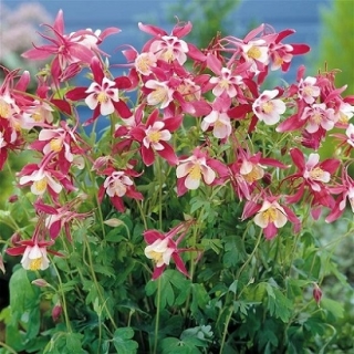 Аквилегия гибридная Розовая звезда - ООО «Семена Тут»