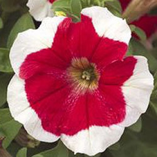 Петуния грандифлора Хулахуп Ред  [5000 шт] - ООО «Семена Тут»