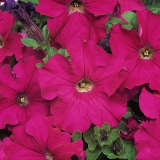 Петуния грандифлора Дримс Неон Роуз [100 драже] - ООО «Семена Тут»