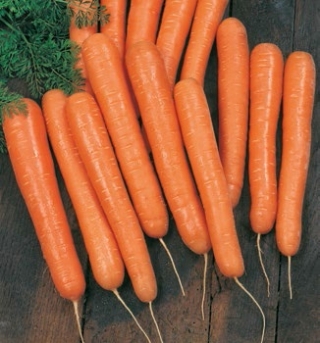 Морковь Волкано F1 - ООО «Семена Тут»