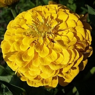 Цинния георгиноцветковая Птичка канарейка - ООО «Семена Тут»