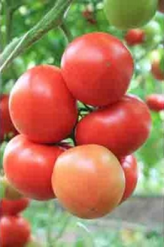 img-1: Томат Агилис F1 - ООО «Семена Тут»