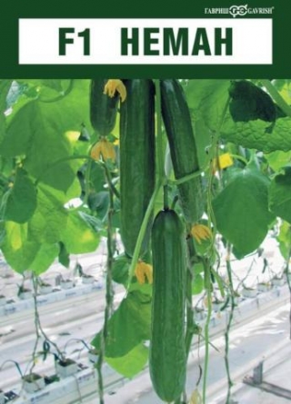 img-1: Огурец Неман F1 - ООО «Семена Тут»