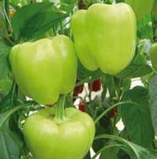 Перец Лозорно F1 - ООО «Семена Тут»