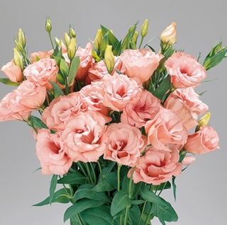 Эустома Супер Мэджик  Эприкот [250 шт] - ООО «Семена Тут»