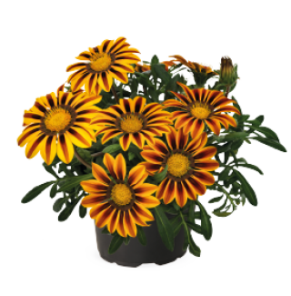 img-0: Газания Зени F1 Оранж Флейм [100 шт] - ООО «Семена Тут»