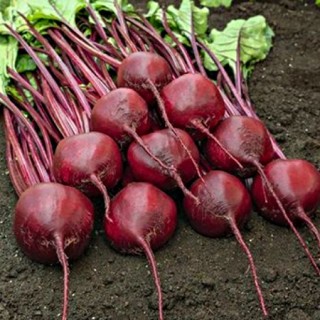 Свекла Барон [фракция 3,0-3,5 мм] (инкруст.семена) - ООО «Семена Тут»