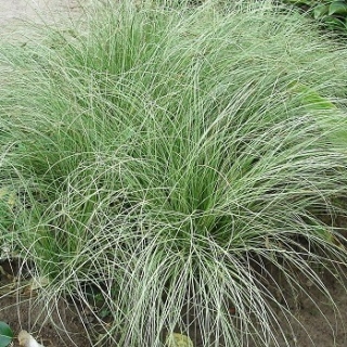 Осока Фростед Кёрлс [1000 шт] - ООО «Семена Тут»