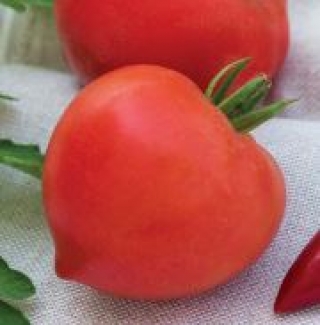 Томат Донской F1 (инкруст. семена) - ООО «Семена Тут»