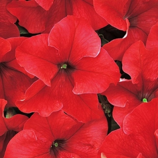 Петуния грандифлора Дримс Ред [5000 драже] - ООО «Семена Тут»