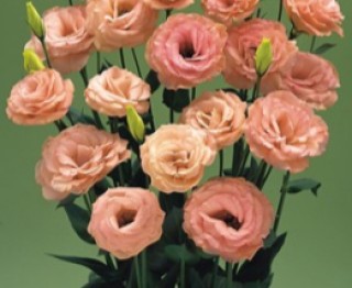 Эустома Арена 3 Эприкот [1000 драже] - ООО «Семена Тут»