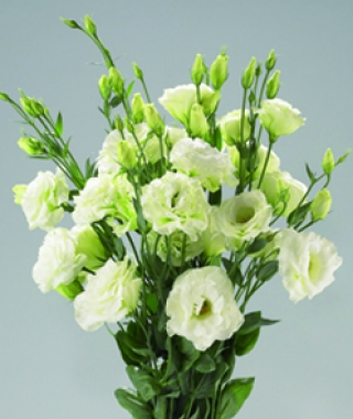 Эустома Супер Мэджик Грин [1000 драже] - ООО «Семена Тут»