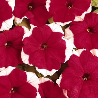 Петуния грандифлора Дримс Ред Пикоти [100 драже] - ООО «Семена Тут»