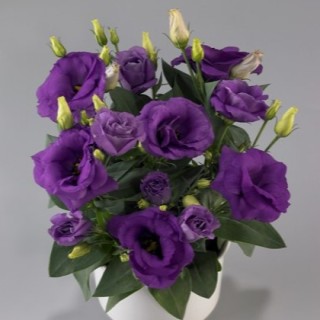 Эустома Рози Лавендер Блю [1000 драже] - ООО «Семена Тут»