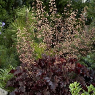 img-1: Гейхера Мелтинг Файр [250 драже] - ООО «Семена Тут»