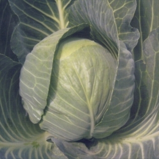 Капуста белокочанная Кастелло F1 - ООО «Семена Тут»