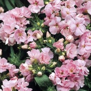 Флокс друммонди Промис Пинк [100 шт] - ООО «Семена Тут»