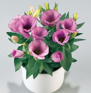 Эустома Кармен Лилак [1150 драже] - ООО «Семена Тут»