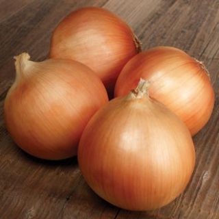 Лук репчатый Эвейшн F1 - ООО «Семена Тут»