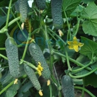 img-0: Огурец Вятич F1 - ООО «Семена Тут»