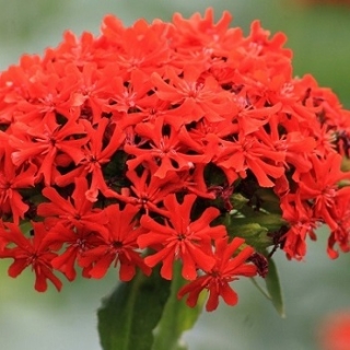 img-0: Лихнис Красный - ООО «Семена Тут»