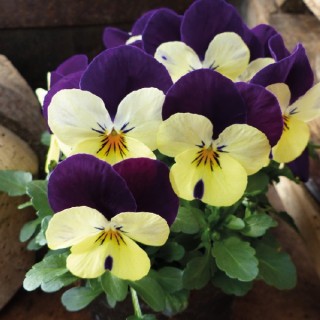 Виола рогатая Корина F1 Лемон Парпл Винг [1000 шт] - ООО «Семена Тут»