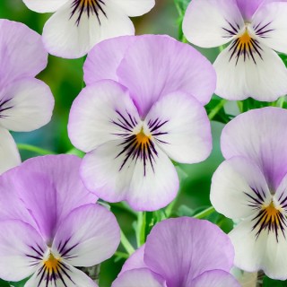 Виола рогатая Корина F1 Твайлайт [1000 шт] - ООО «Семена Тут»