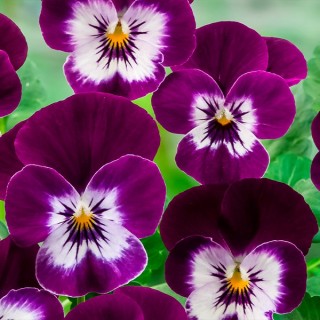 Виола рогатая Корина F1 Виолет Ай [1000 шт] - ООО «Семена Тут»