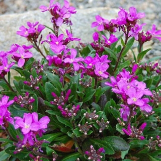 img-1: Арабис реснитчатый Спринг Шарм [1000 шт] - ООО «Семена Тут»