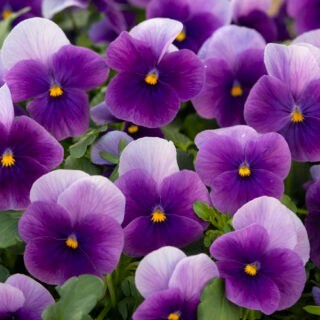 img-0: Виола рогатая Вивальди Бикон [1000 шт] - ООО «Семена Тут»