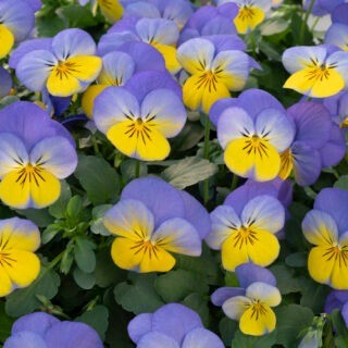 img-0: Виола рогатая Вивальди Блю Еллоу Лип [1000 шт] - ООО «Семена Тут»