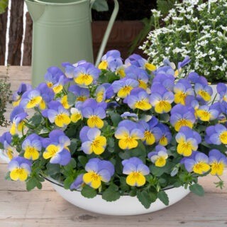 img-2: Виола рогатая Вивальди Блю Еллоу Лип [1000 шт] - ООО «Семена Тут»