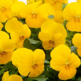 img-0: Виола рогатая Вивальди Еллоу [1000 шт] - ООО «Семена Тут»