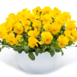 img-1: Виола рогатая Вивальди Еллоу [1000 шт] - ООО «Семена Тут»