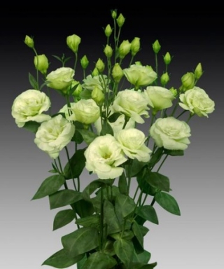 Эустома Супер Мэджик Лайт Грин [1000 шт] - ООО «Семена Тут»