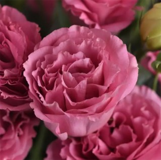 img-0: Эустома АБС 2 Роуз [1000 драже] - ООО «Семена Тут»