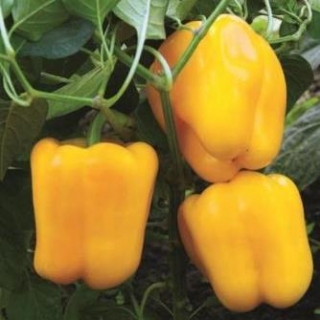 Перец Золотое чудо (инкруст.семена) - ООО «Семена Тут»