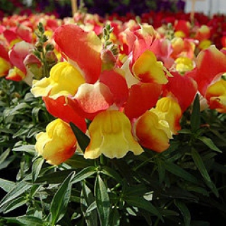 Львиный зев Снэппи Оранж энд Еллоу [1000 шт] - ООО «Семена Тут»