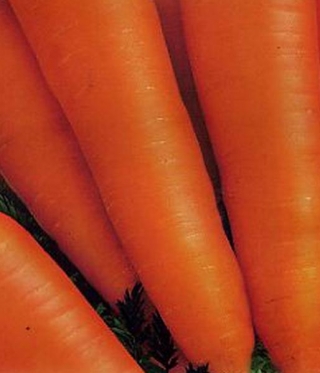 img-1: Морковь Алтаир F1 (инкруст. семена) - ООО «Семена Тут»