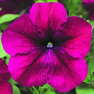 Петуния мультифлора Ура Вельвет [1000 драже] - ООО «Семена Тут»