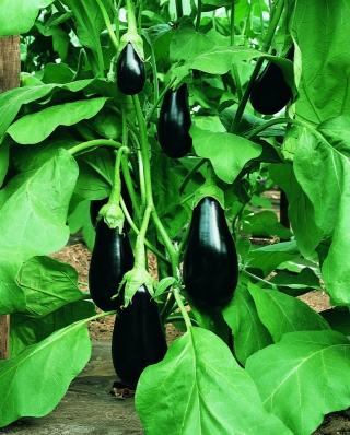 Баклажан Мирвал F1 - ООО «Семена Тут»