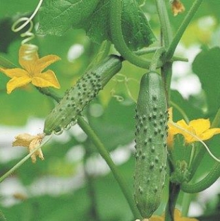 Огурец Калигула F1 (инкруст.семена) - ООО «Семена Тут»