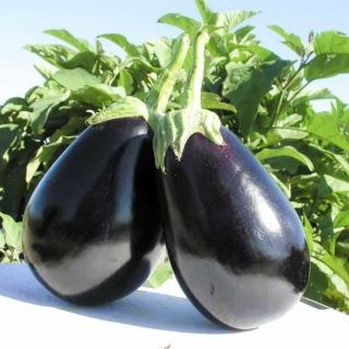 Баклажан Тиррения F1 - ООО «Семена Тут»